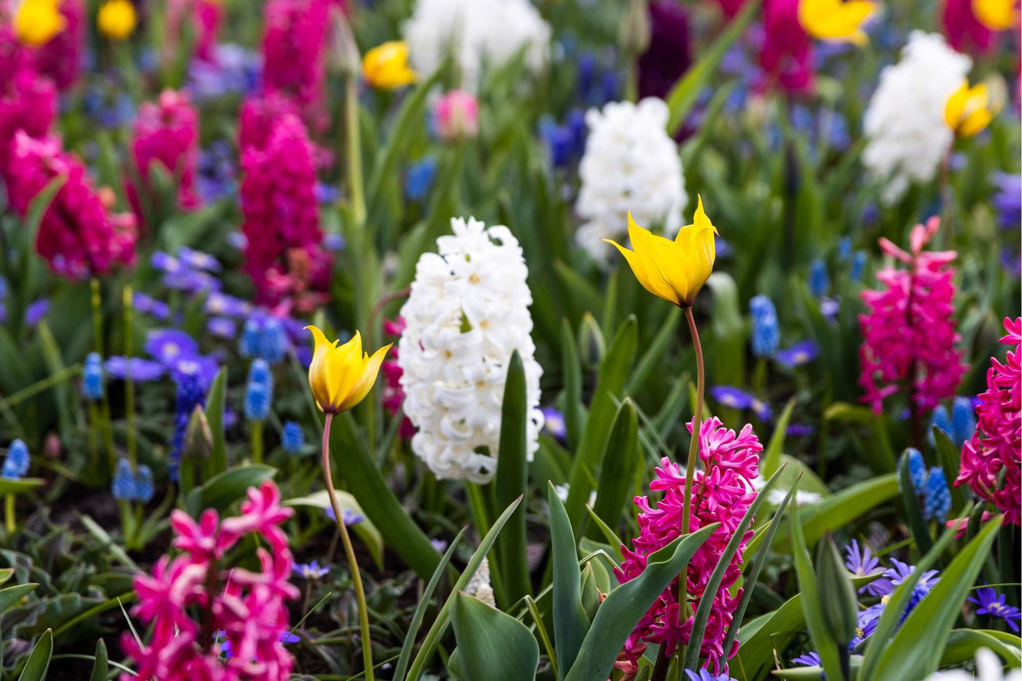 Botanisk Tulipan 'Sylvestris'